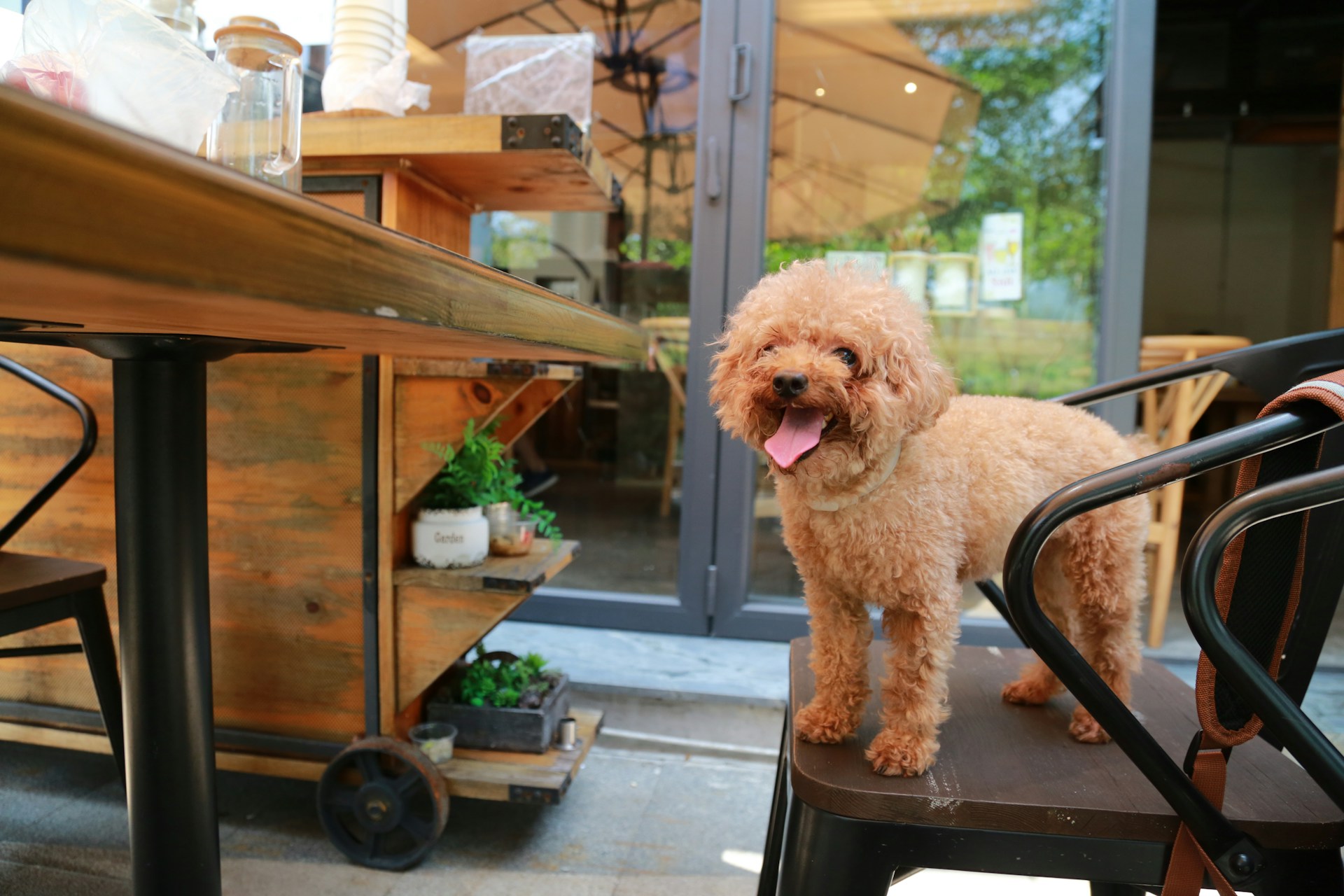 A dog at a restaurant in Cornwall