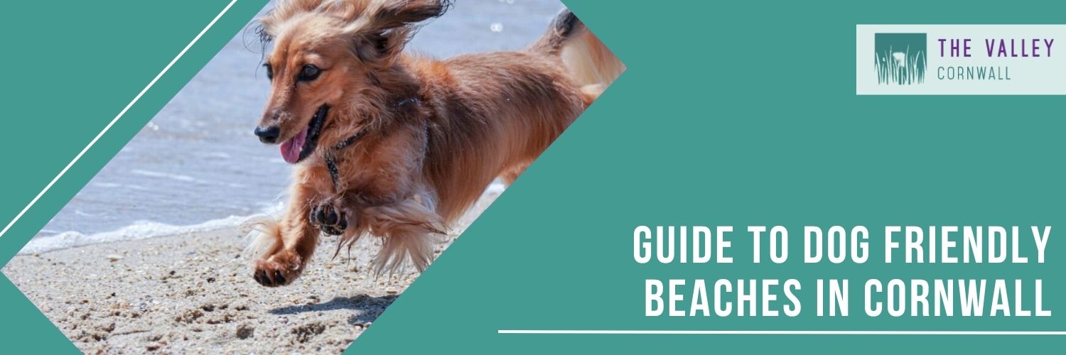 Guide to Dog-Friendly Beaches in Cornwall by The Valley