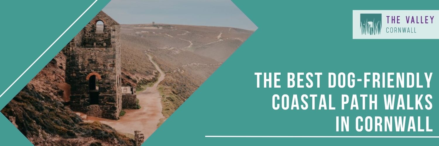 The Best Dog-Friendly Coastal Path Walks in Cornwall by The Valley