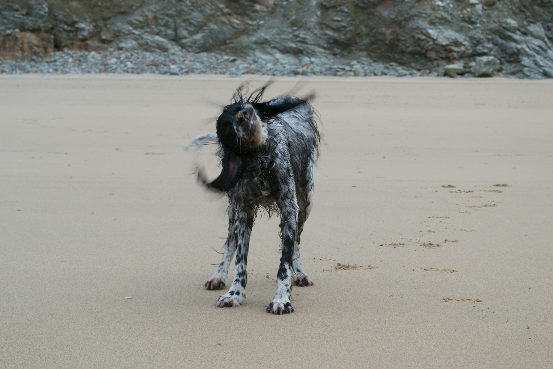 A wet dog having fun on Perranporth beach in Cornwall