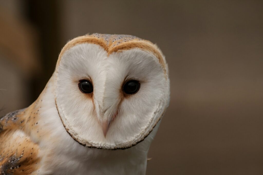 owl