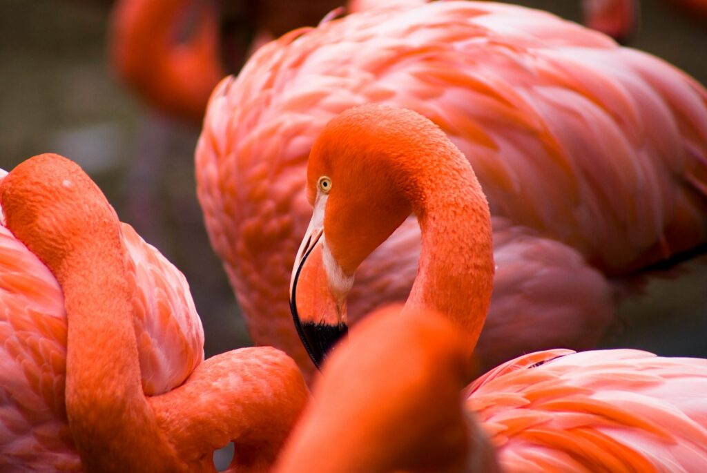 flamingos