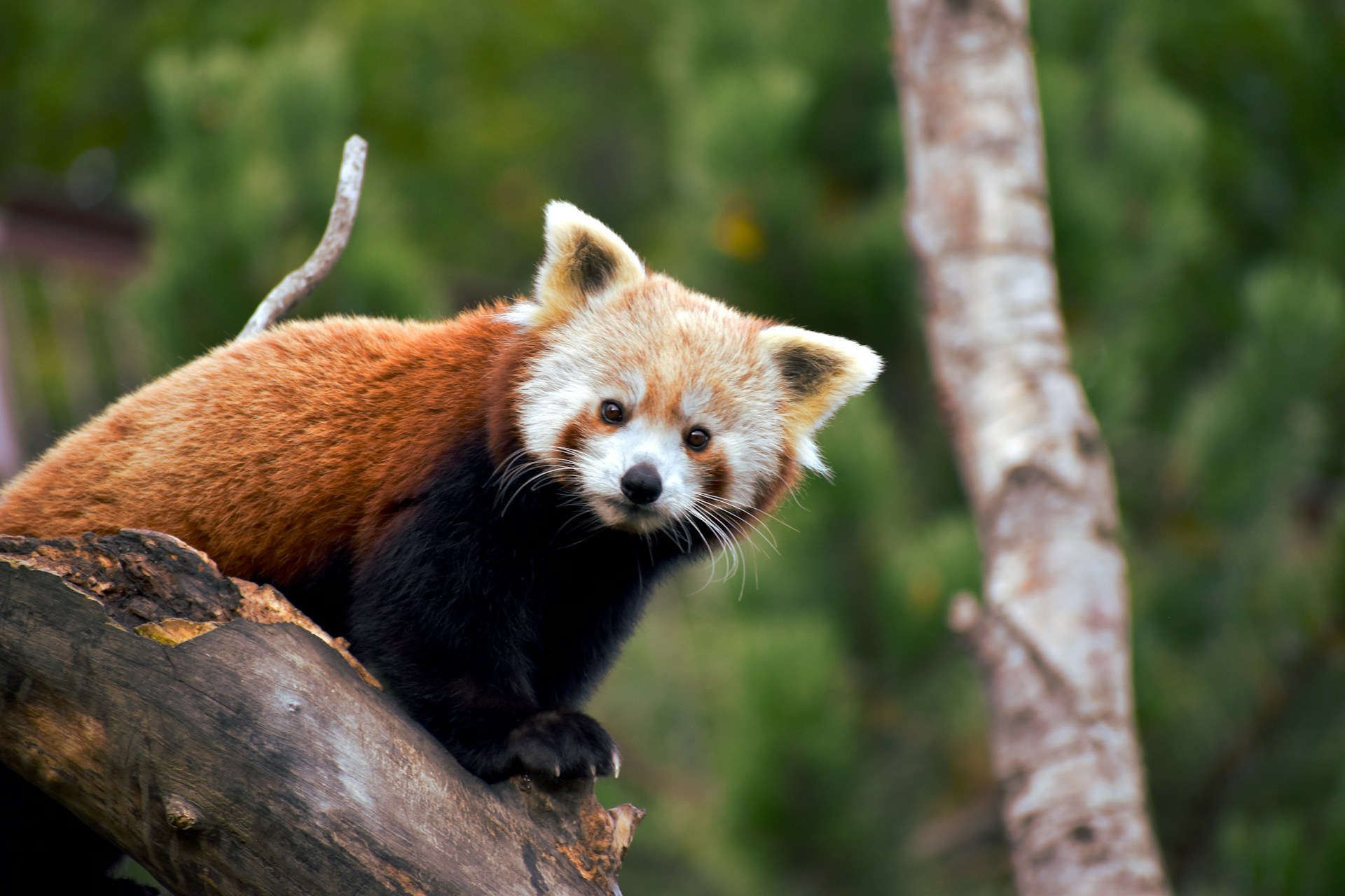 red panda