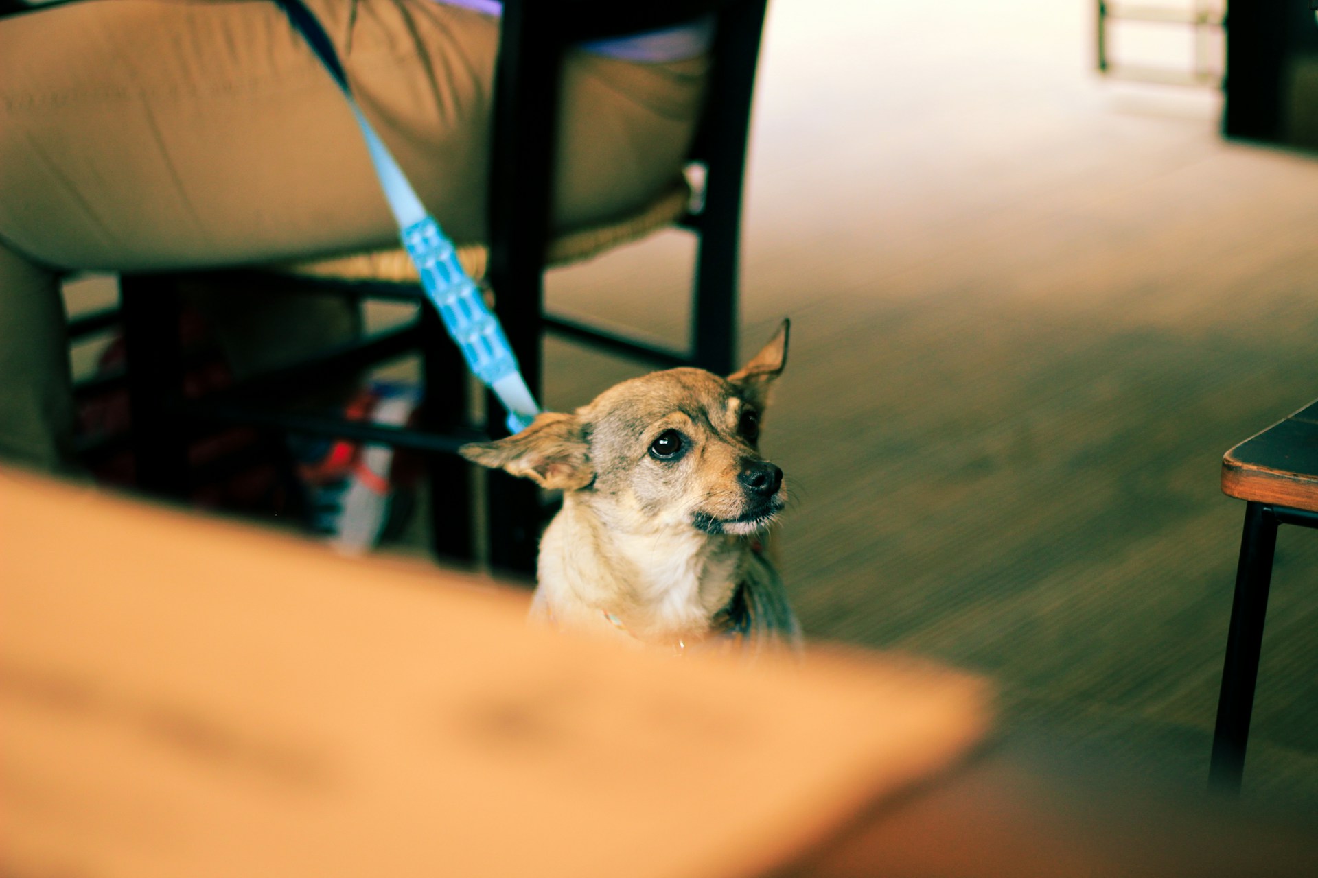 a dog on a lead at a restaurant