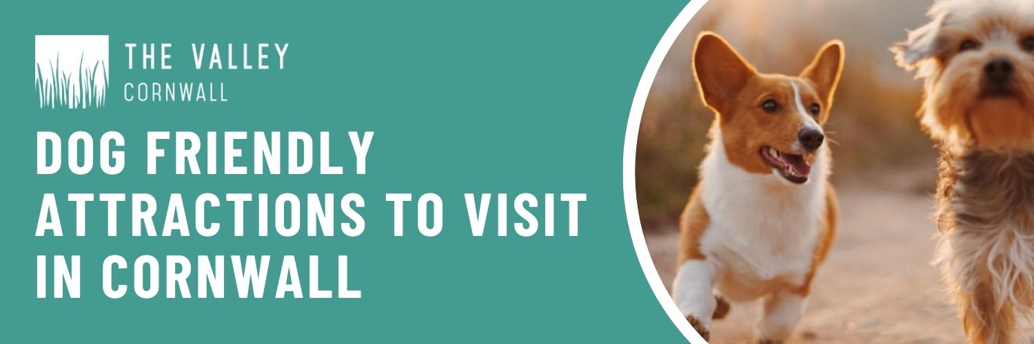 Dog Friendly Attractions to Visit in Cornwall The Valley