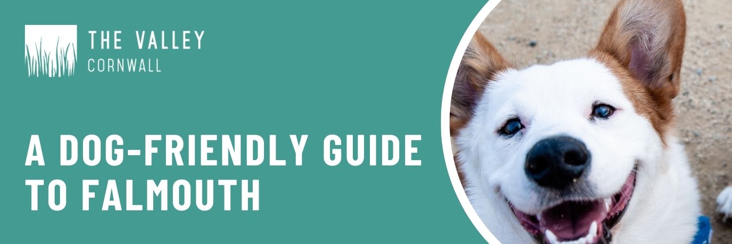 dogfriendlyguidefalmouth