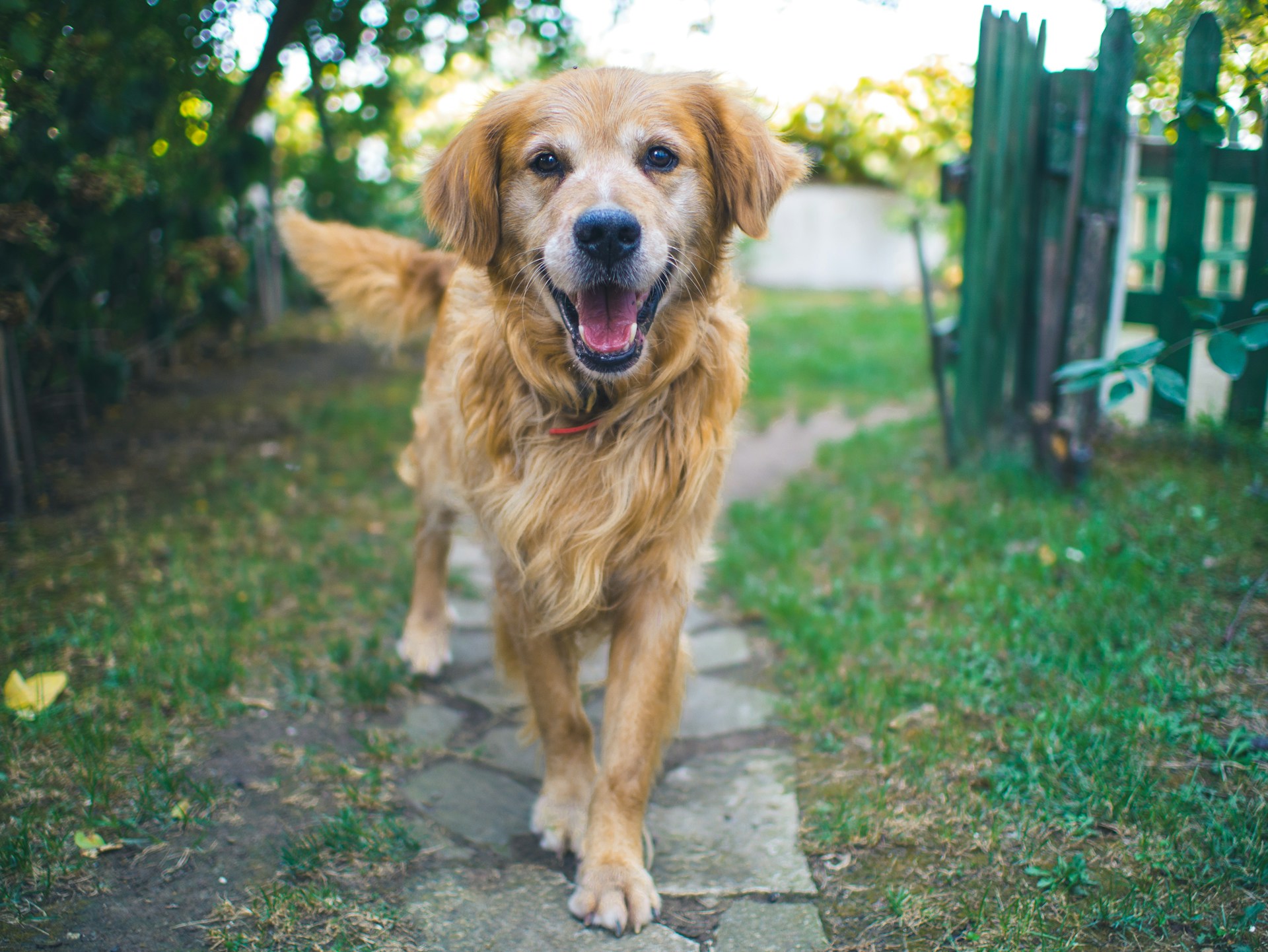 a happy dog on holiday in Cornwall
