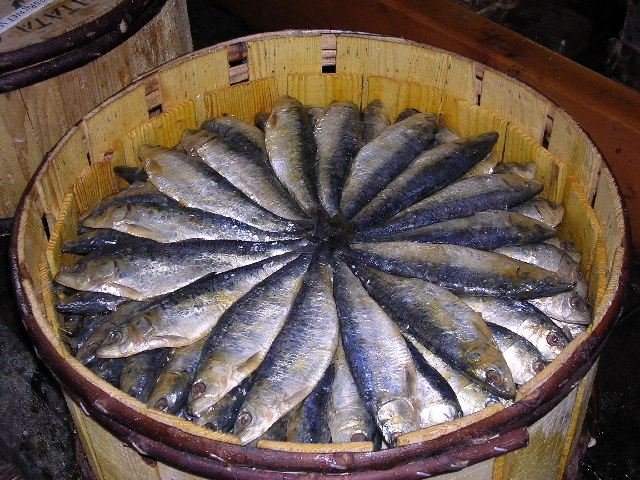 Pilchards