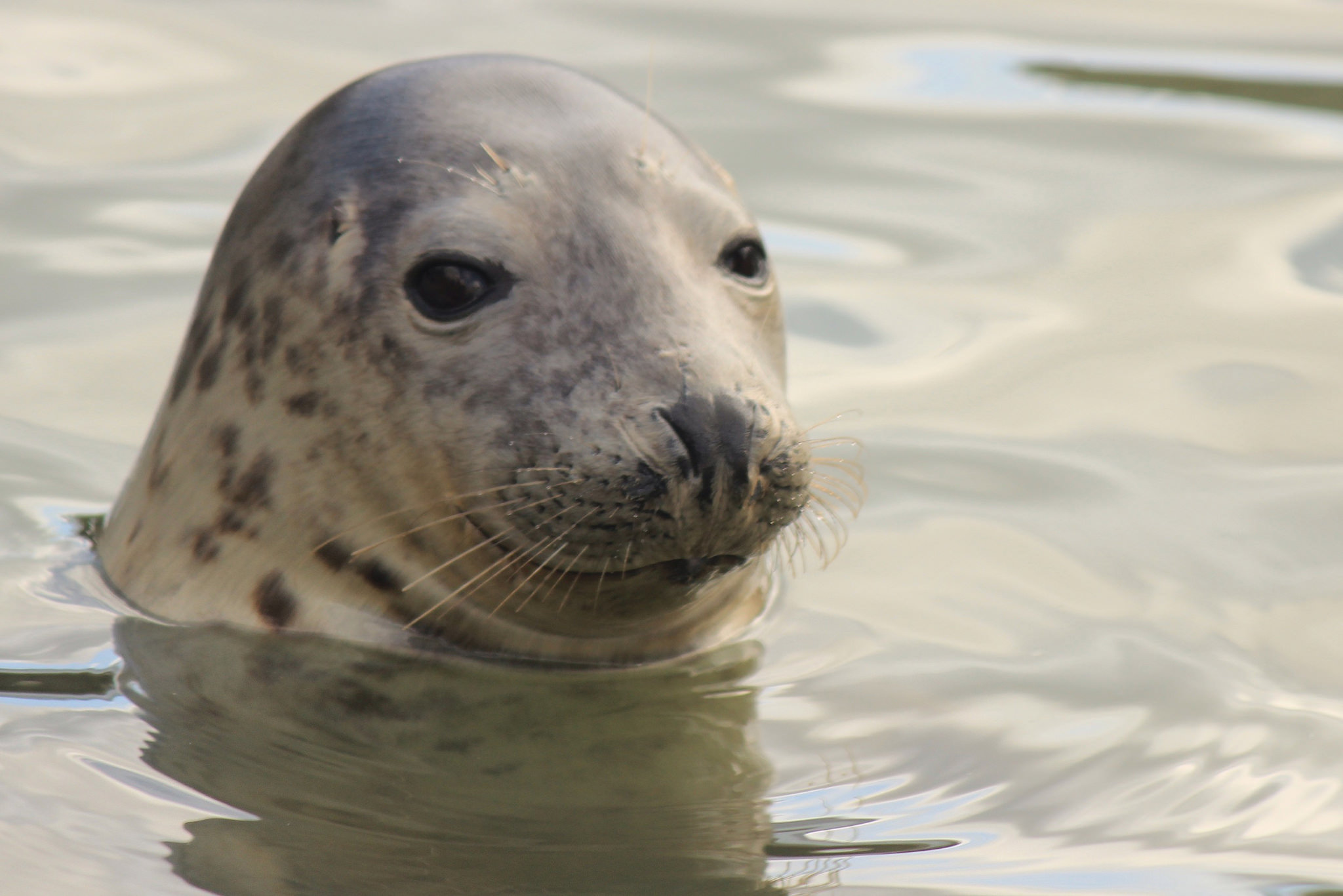 seal