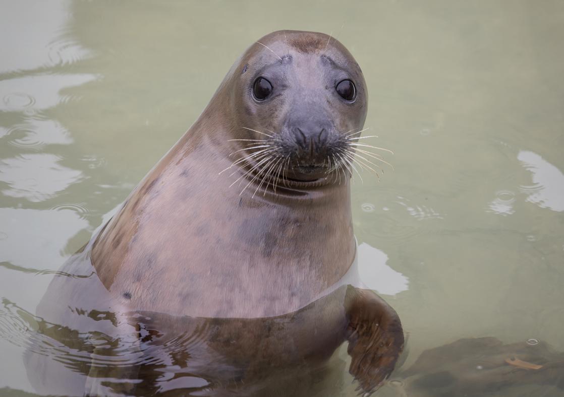 Cornish Seal Sanctuary
