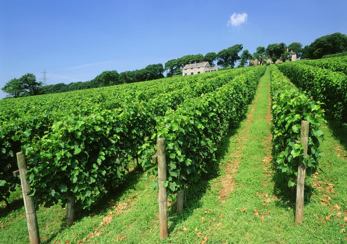 Camel Valley Vineyard