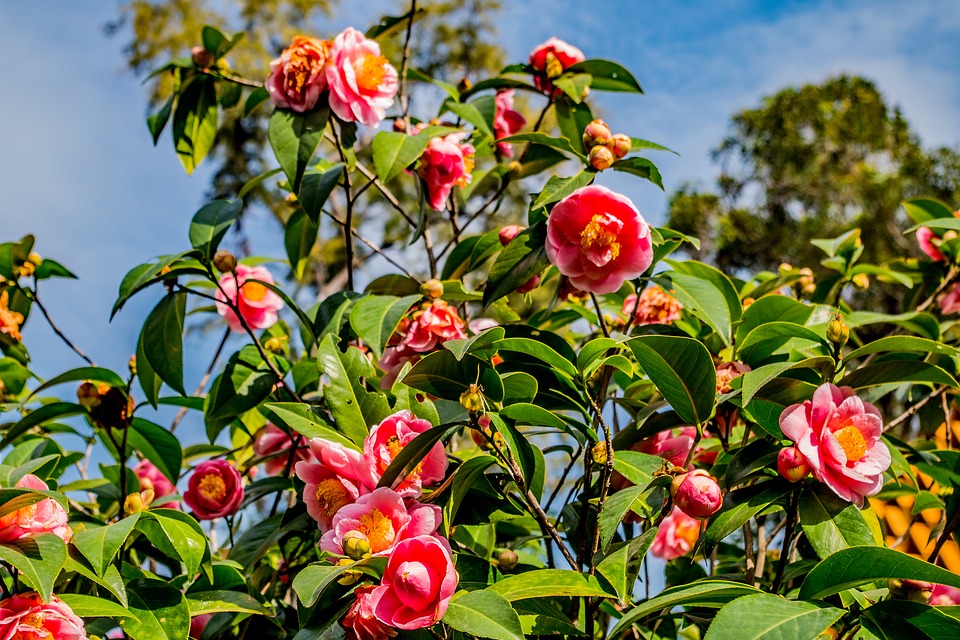 Camellias in Cornwall