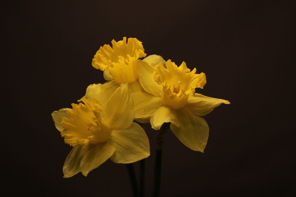 Cornish Daffodils