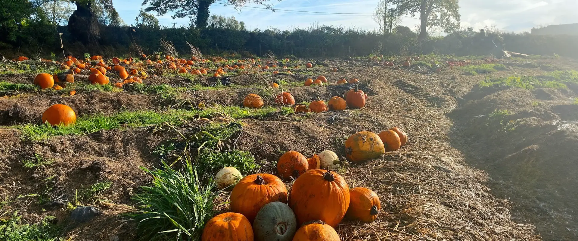 halloweenbreaks topbanner