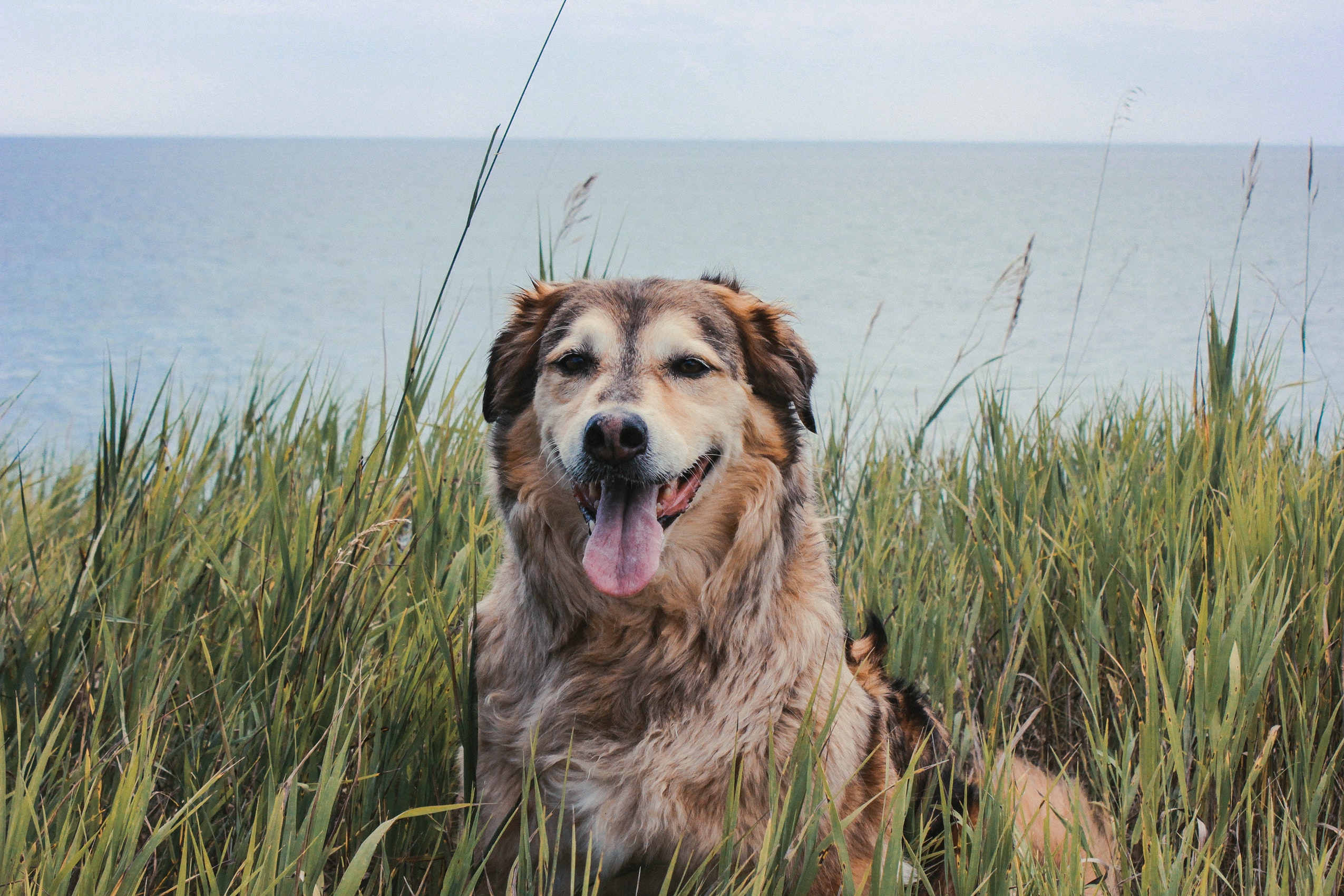 A dog on the Cornish Coast