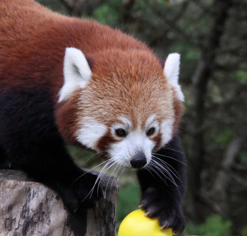 red panda 