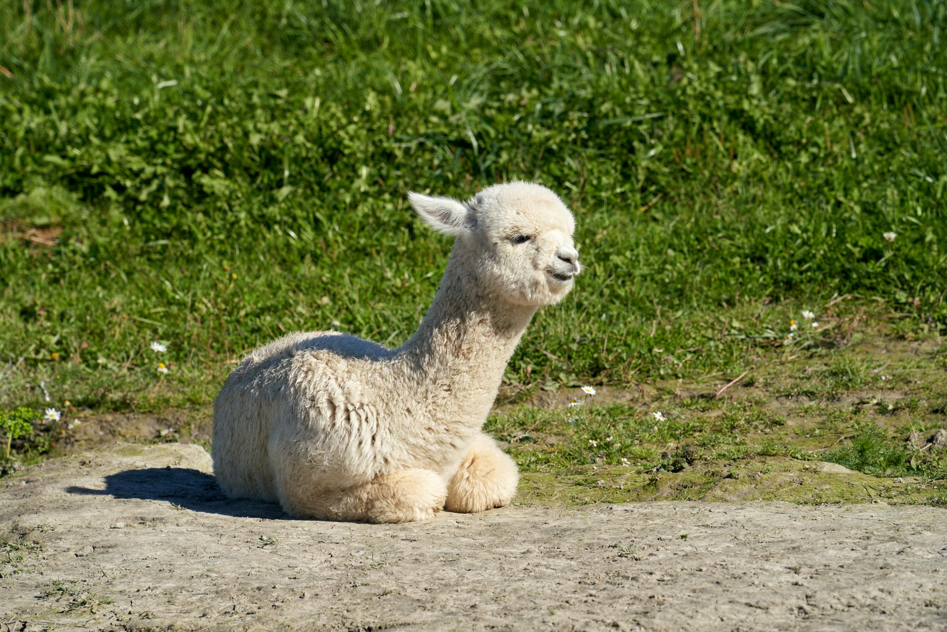 an alpaca
