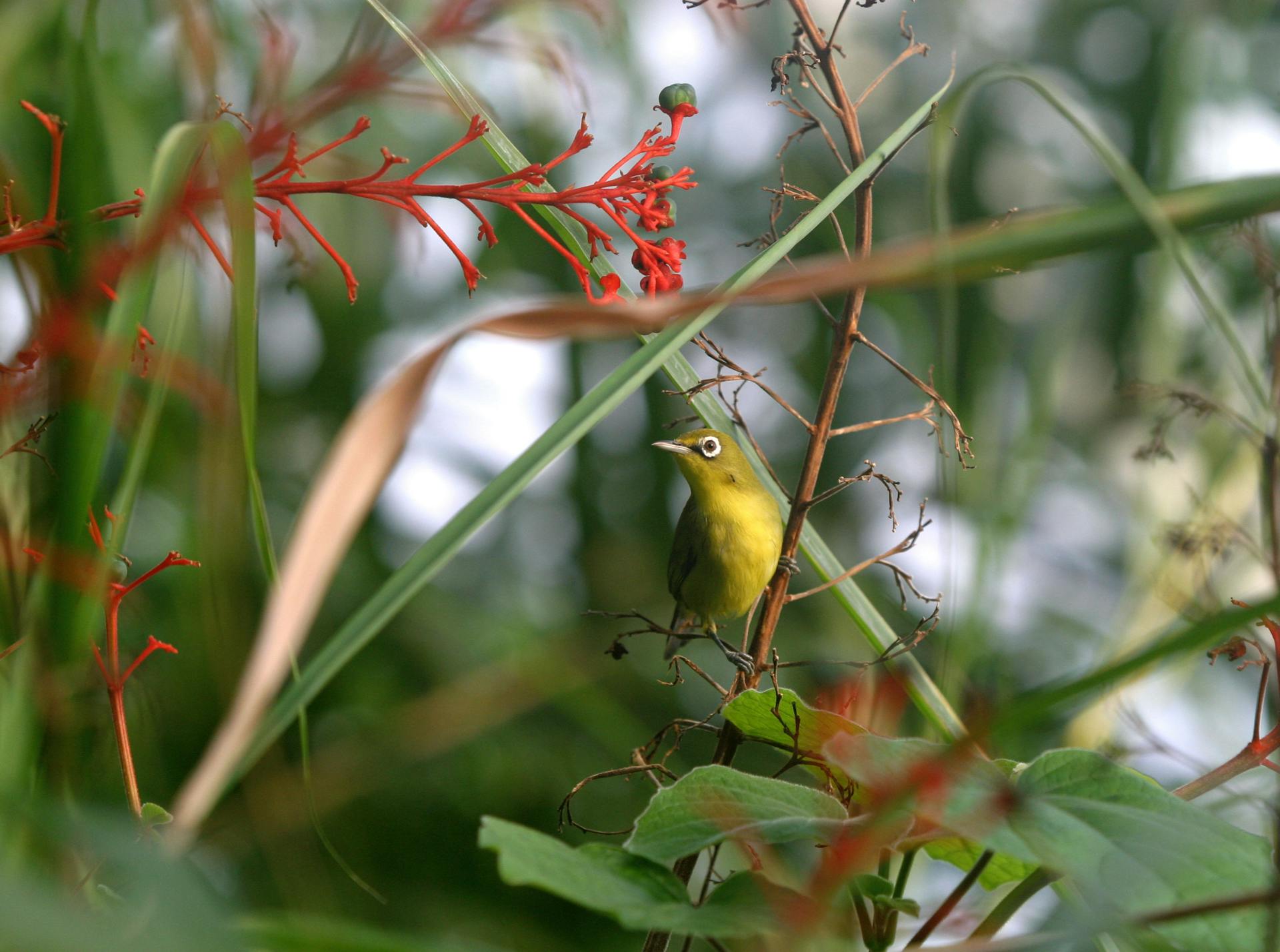 a colourful bird inside the eden project