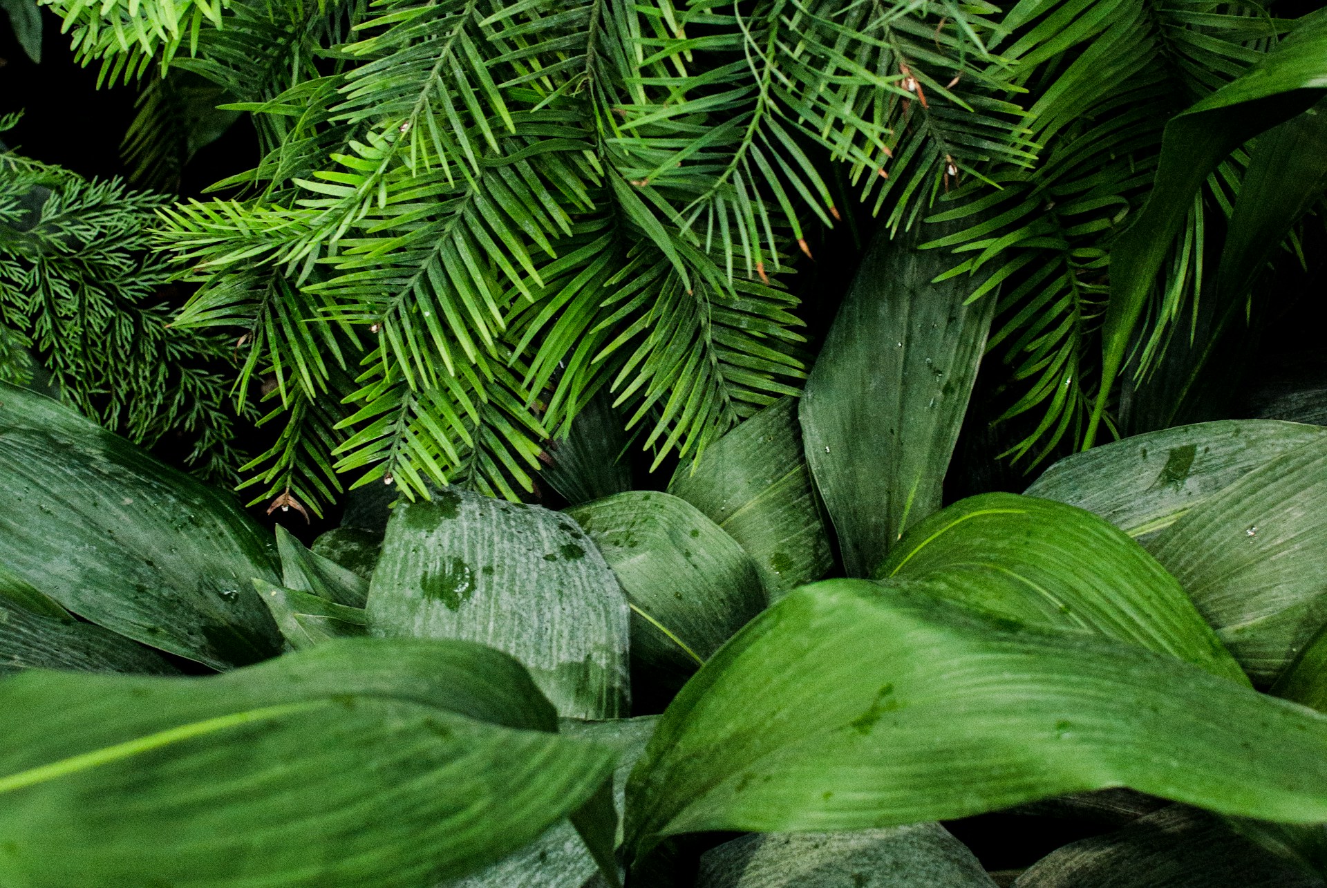 lush green plants