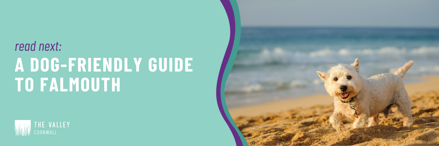 dog friendly guide to falmouth