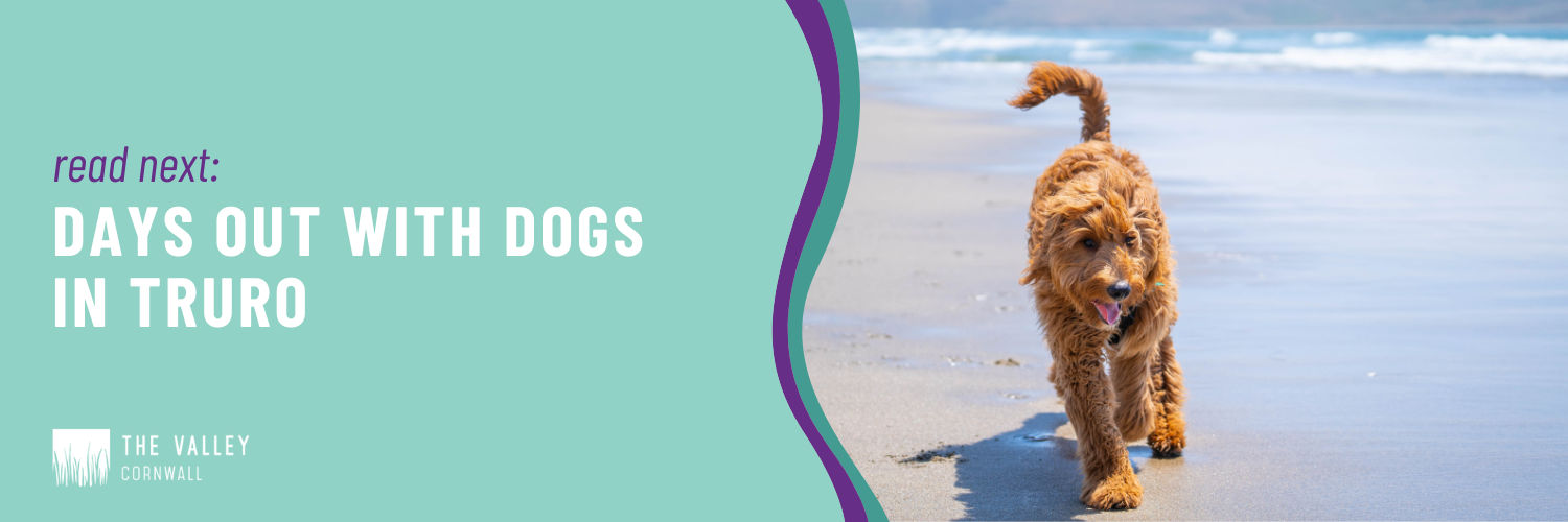 Days out with dogs truro