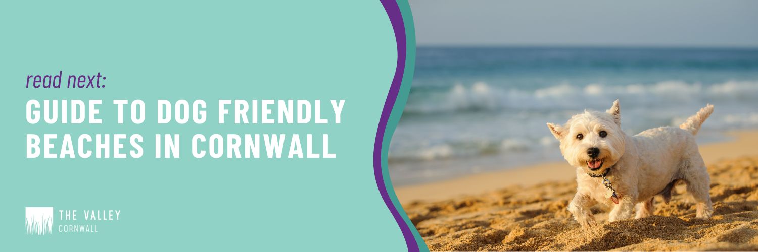 guide to dog friendly beaches in Cornwall The Valley