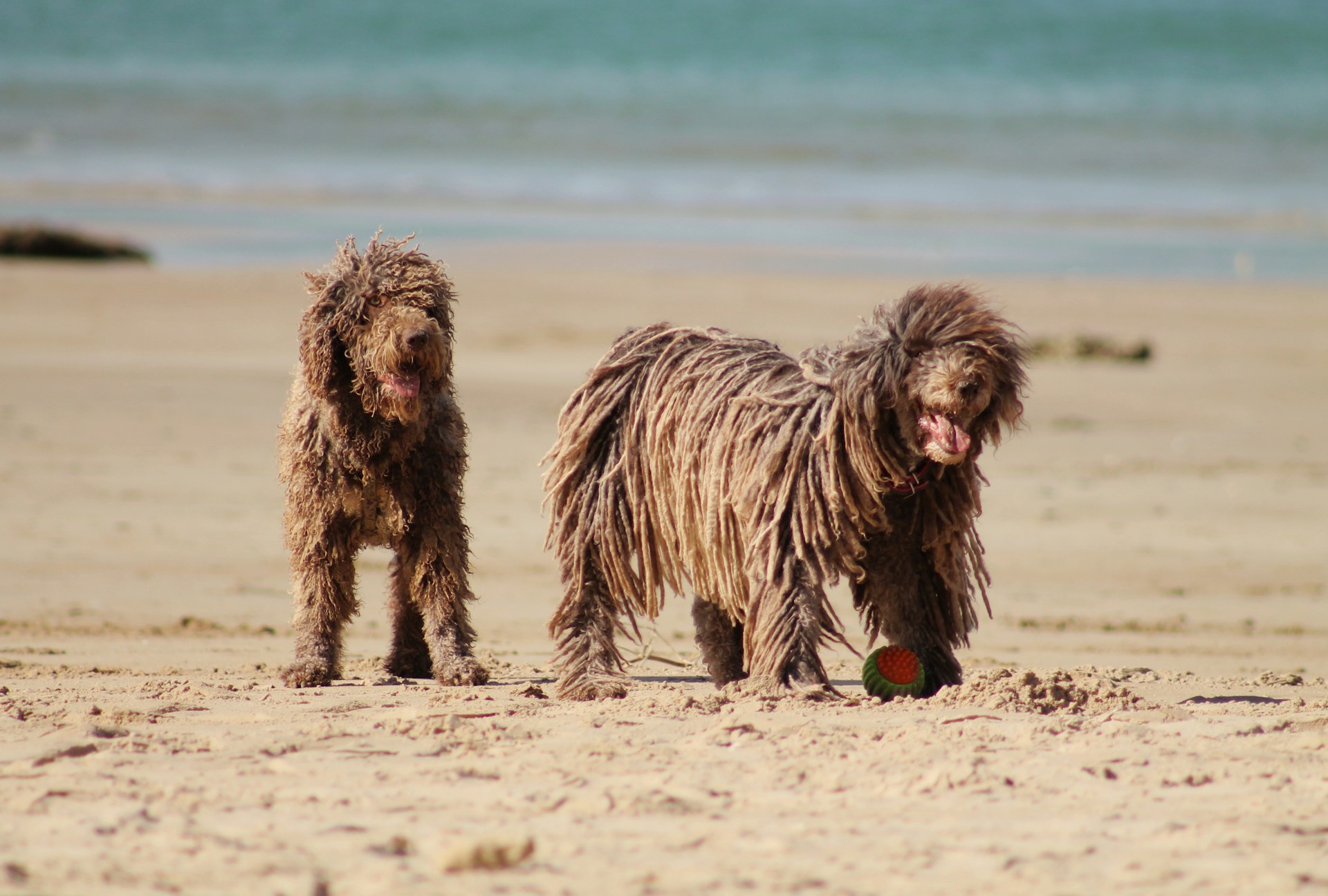 dogs on a dog friendly beach in Cornwall