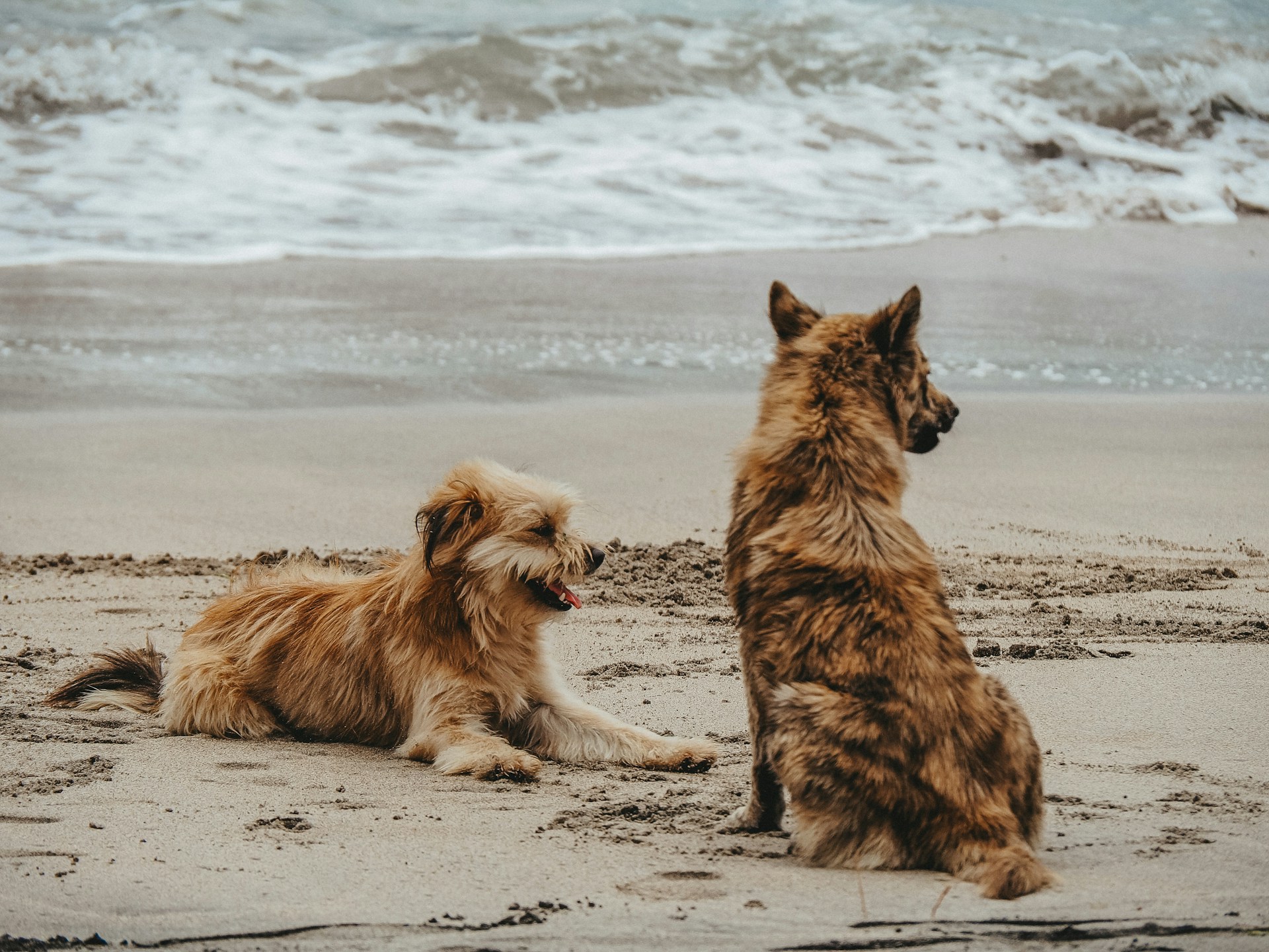 two dogs on a beach in Cornwall