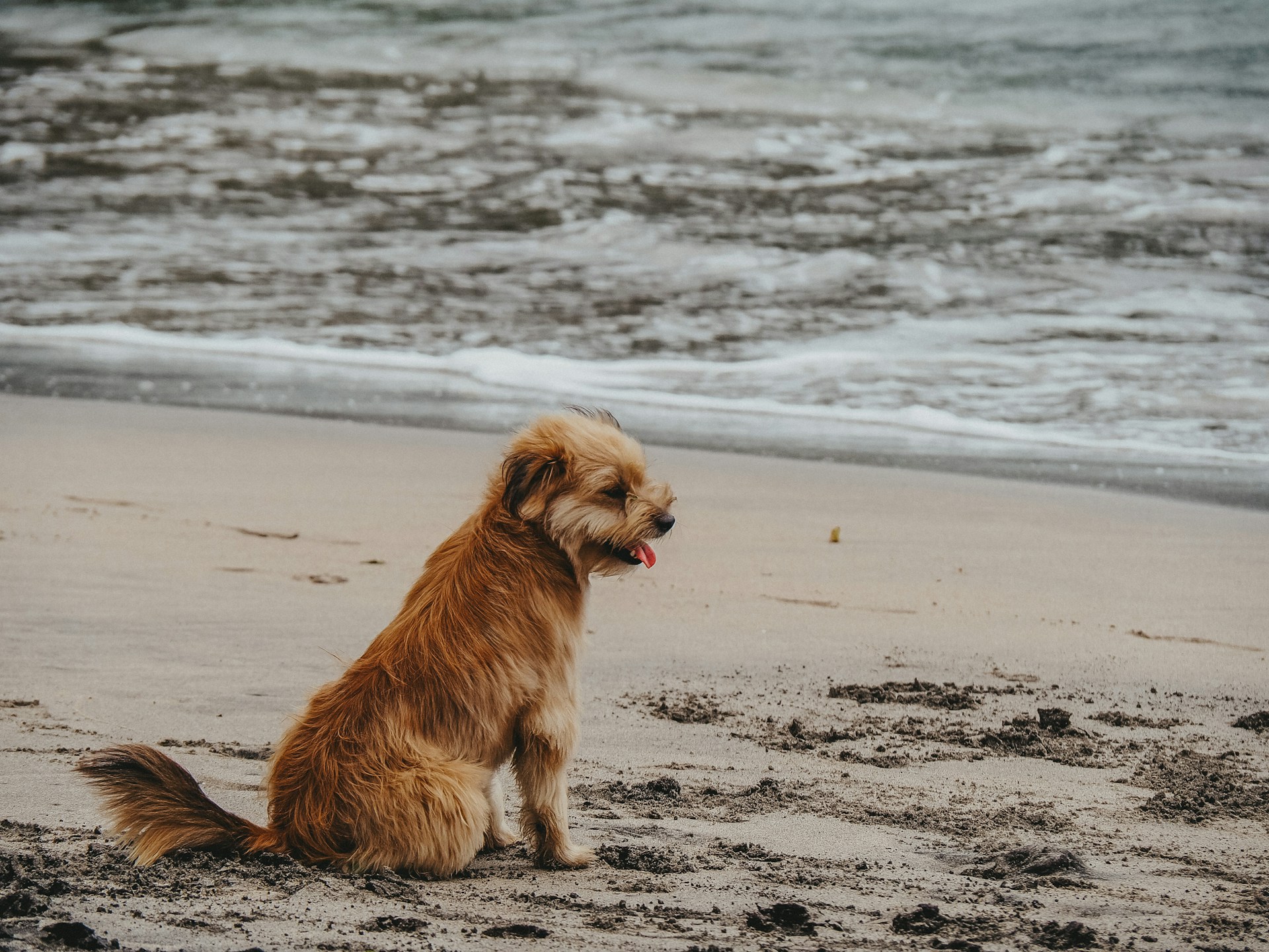 dog sat on a beach in Cornwall