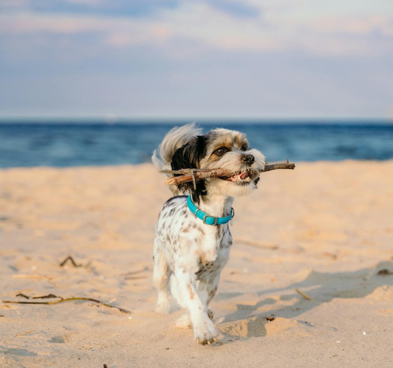 dog with a stick on the beach in Cornwall