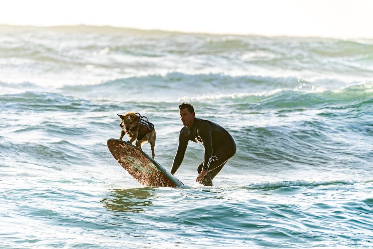 dog on a surf board on a dog friendly Cornwall beach
