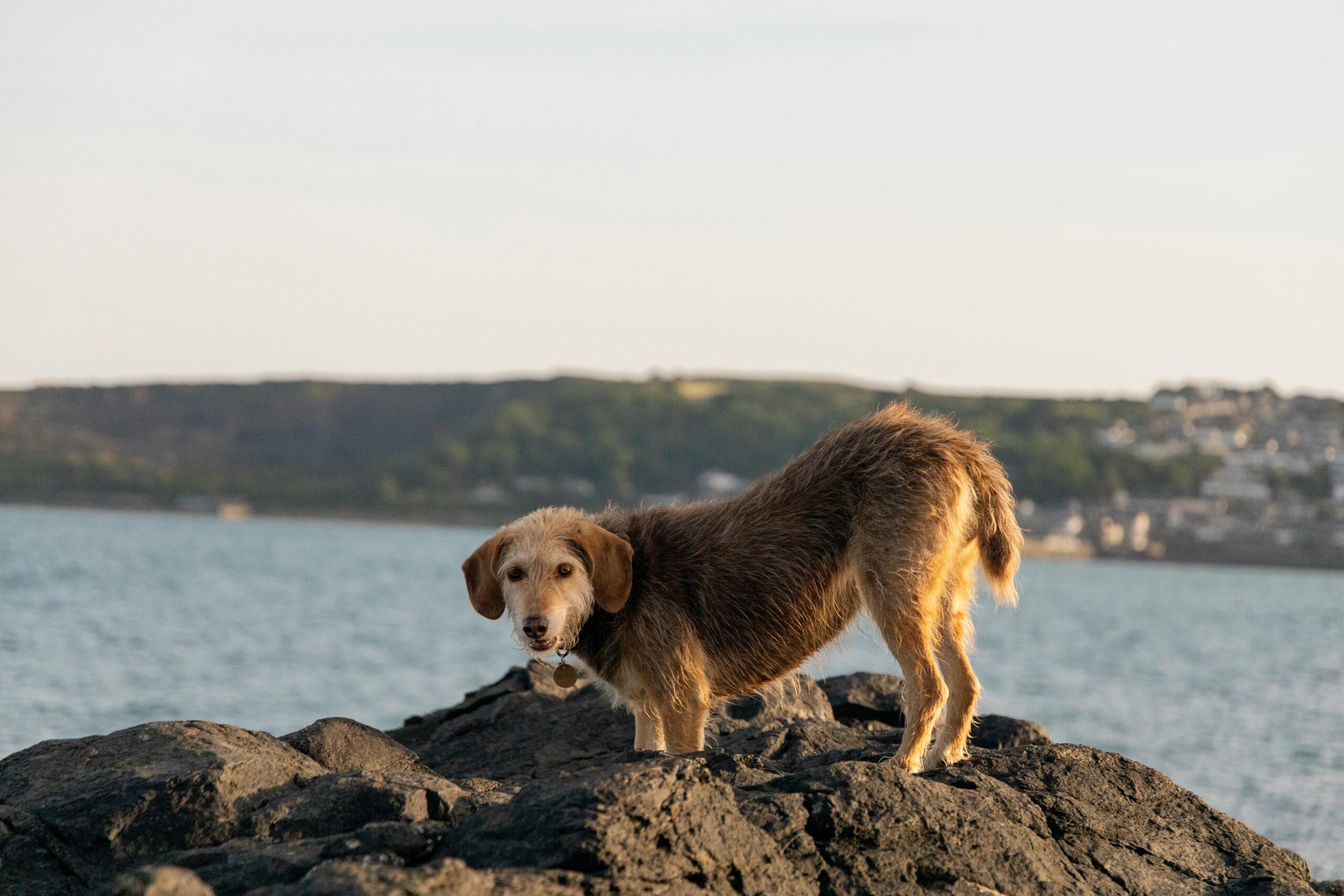 dog on rocks in Cornwall