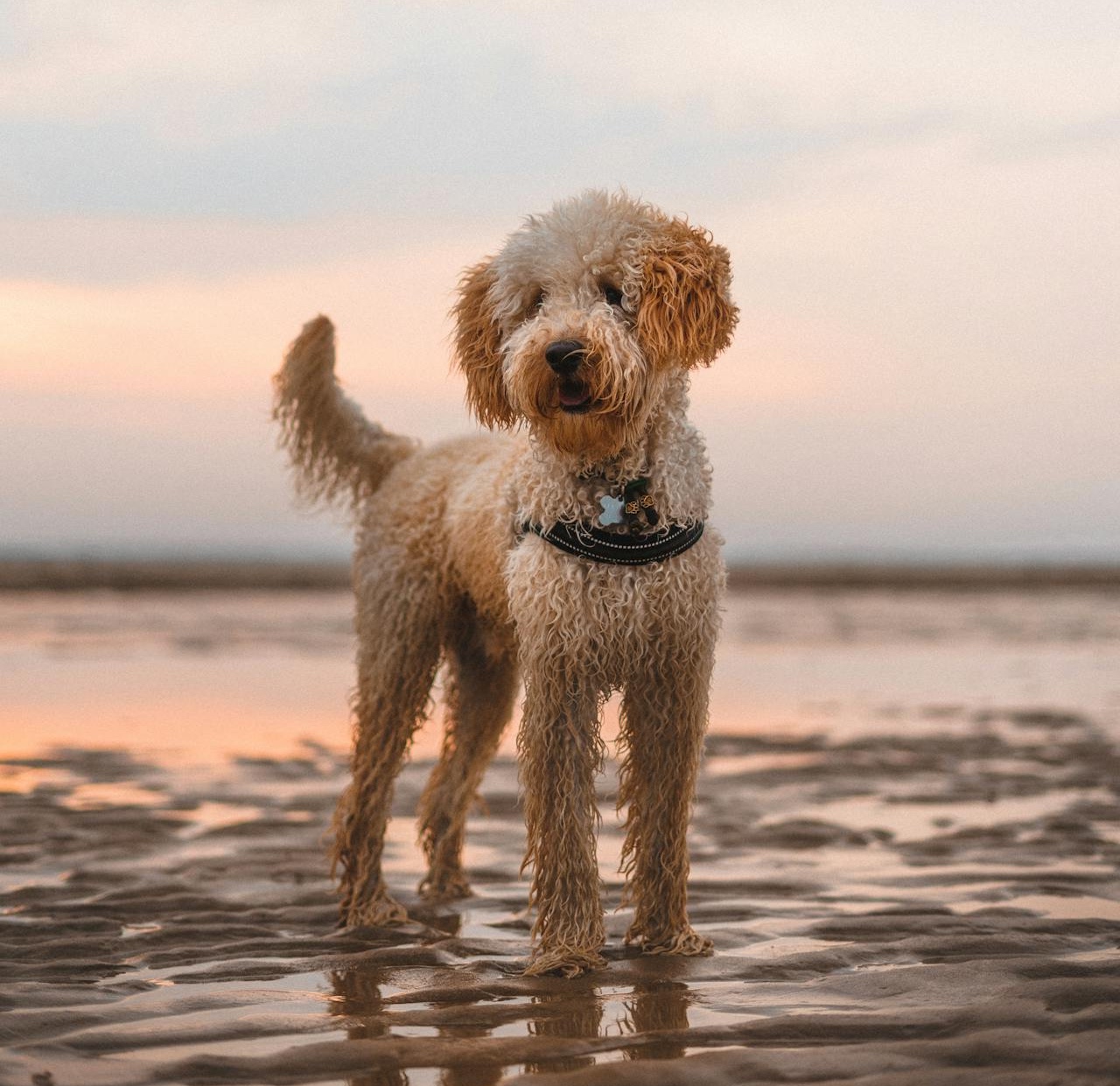 dog on a beach
