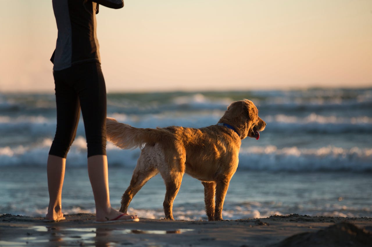dog by the sea on a dog friendly beach in Cornwall