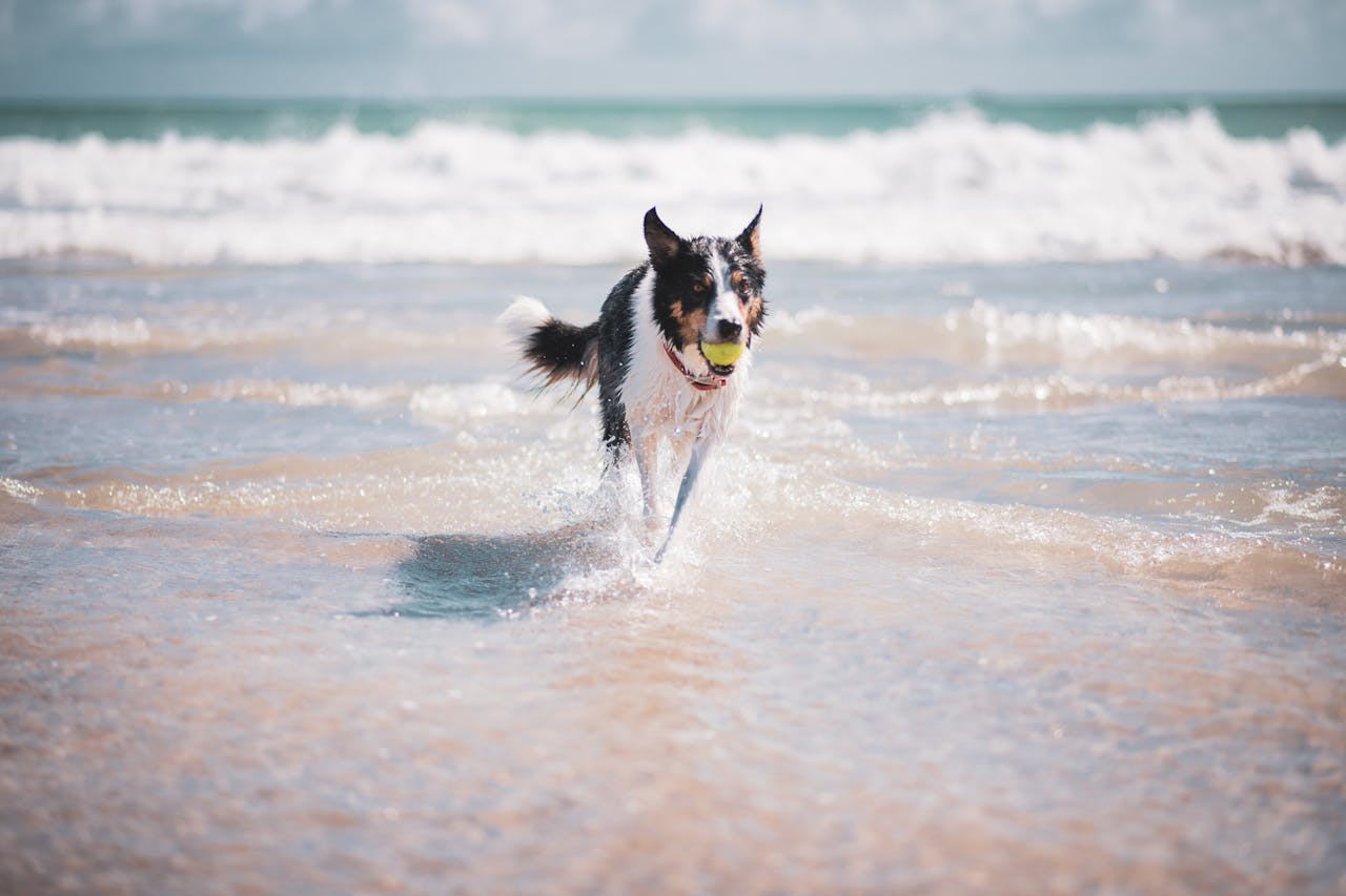 dog with a ball on the beach in Cornwall