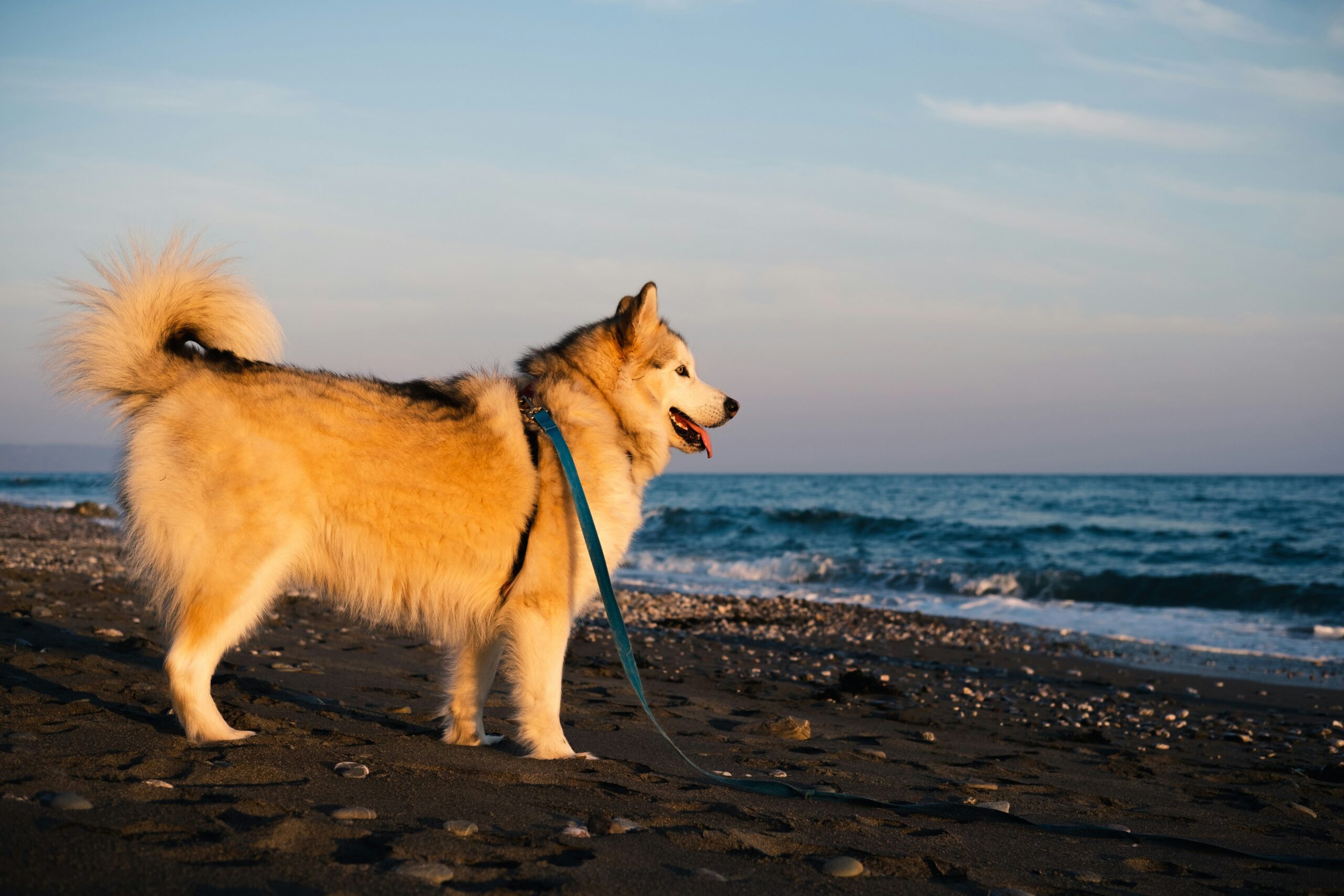 husky on beach