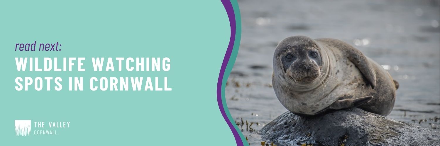 wildlife watching spots in Cornwall The Valley