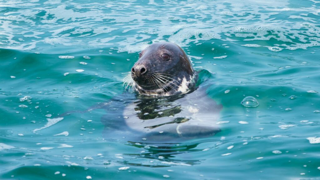 seal swimming in sea in Cornwall