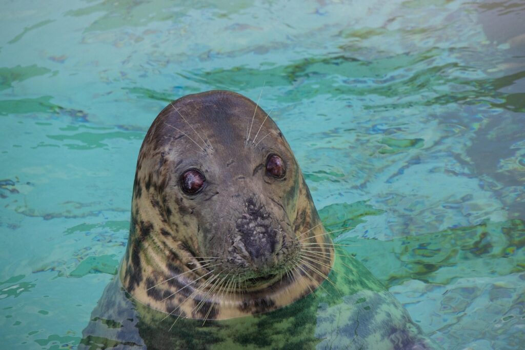 Cornish Seal Sanctuary