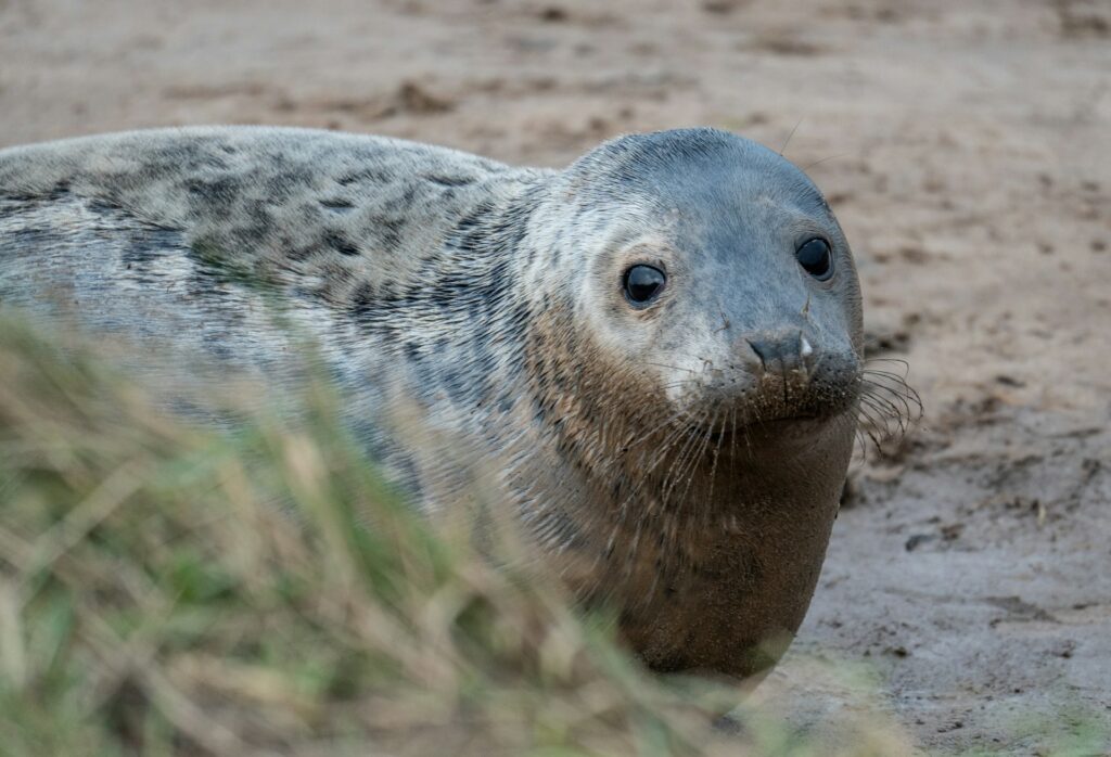 seal on beach