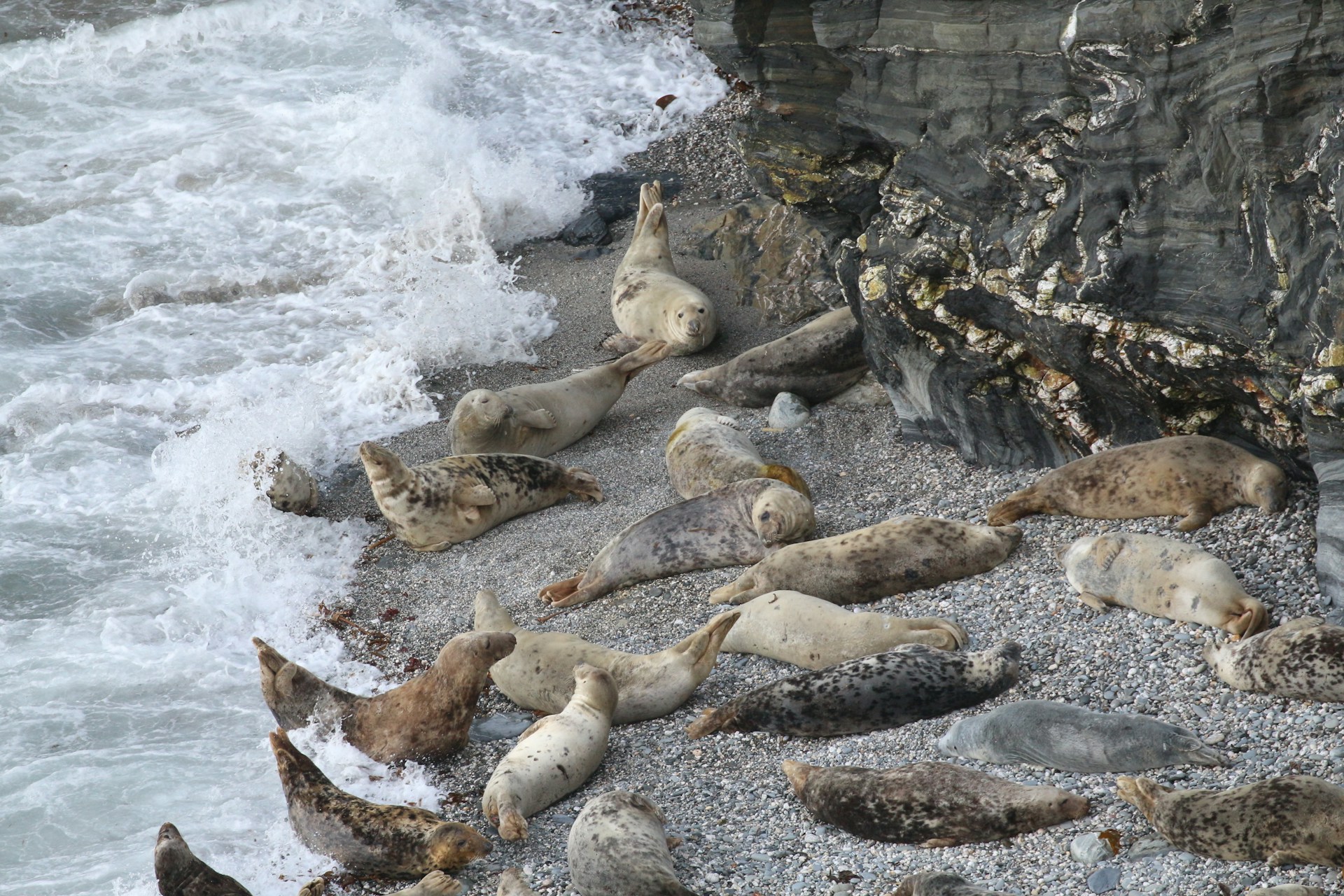 seals in Cornwall