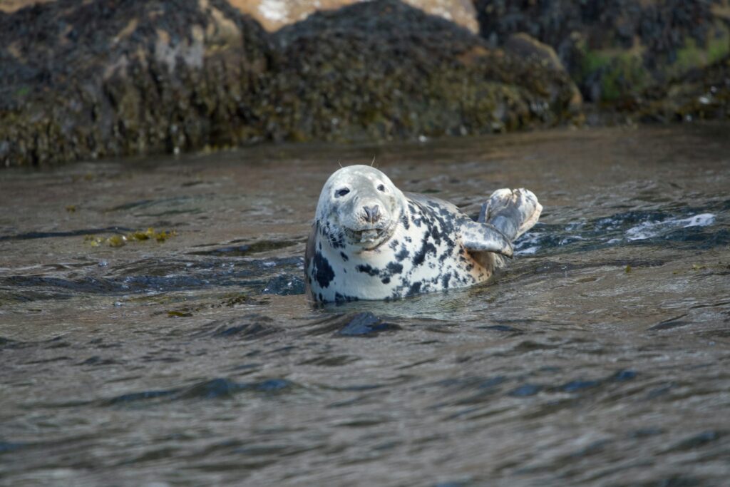 seal by Cornish coast