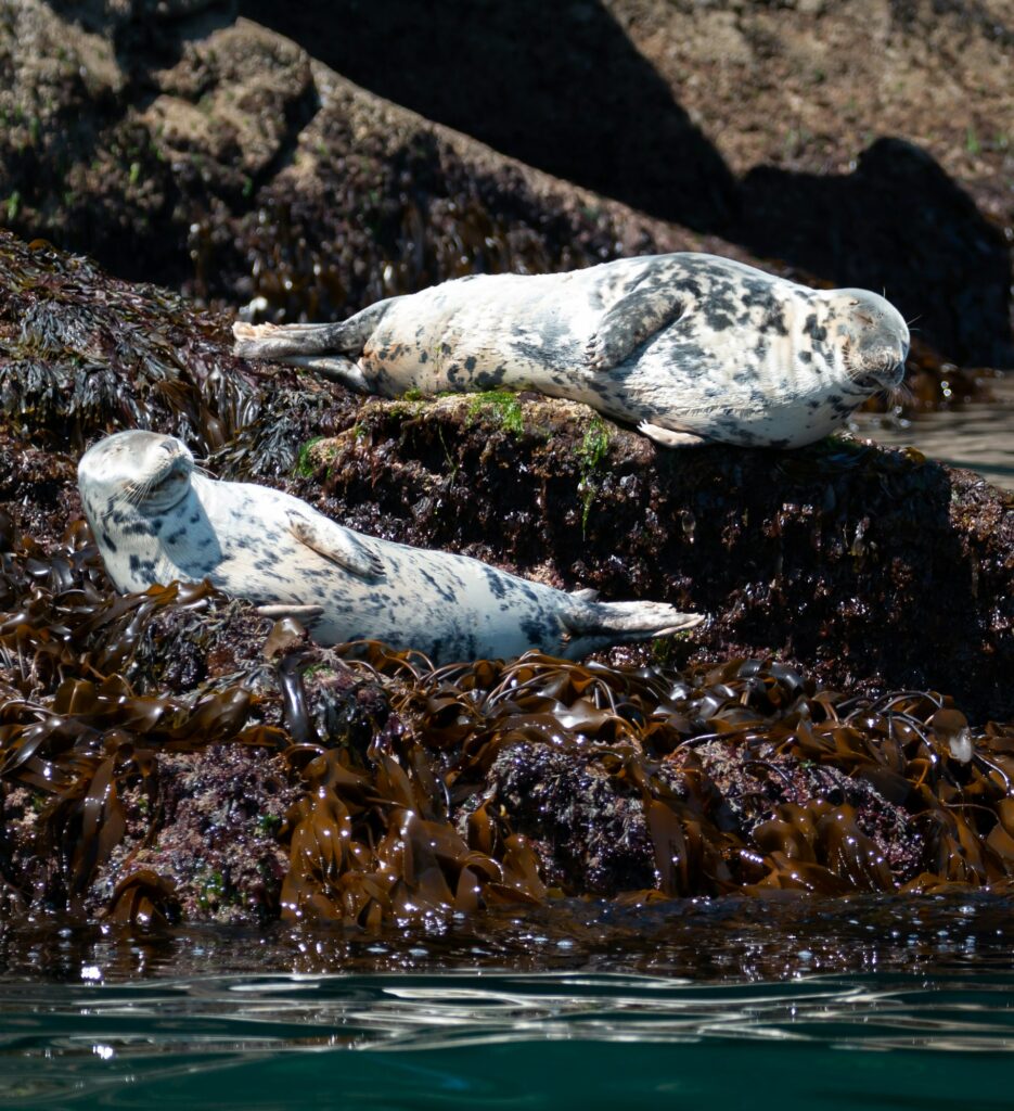 seals on rock in cornwall