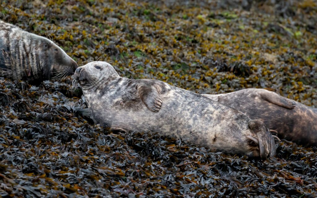 seal in Cornwall