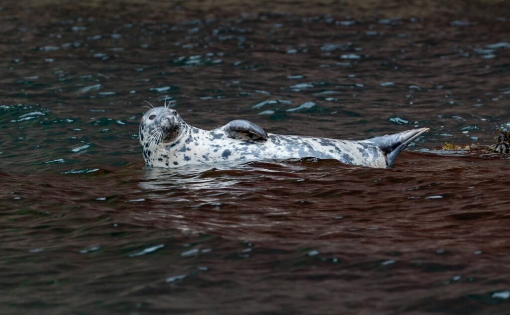 seal swimming