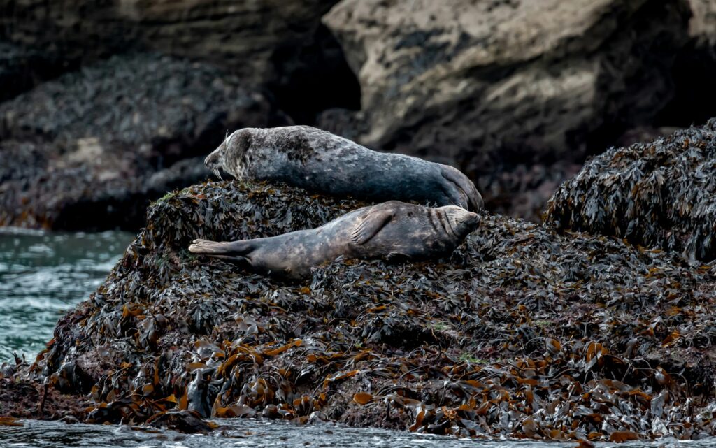 seals on rock in Cornwall