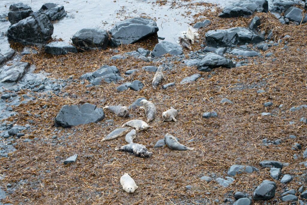 seals in a cove in Cornwall