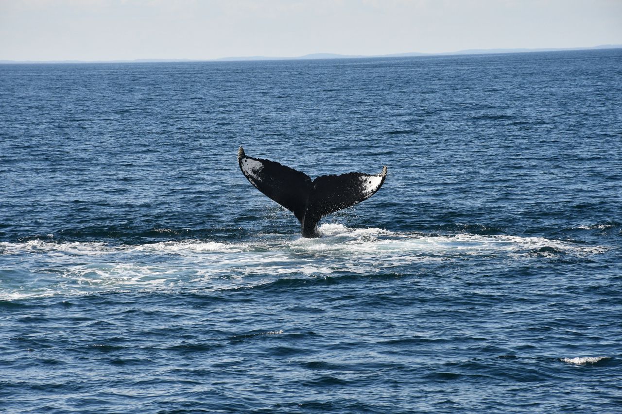 whale in sea