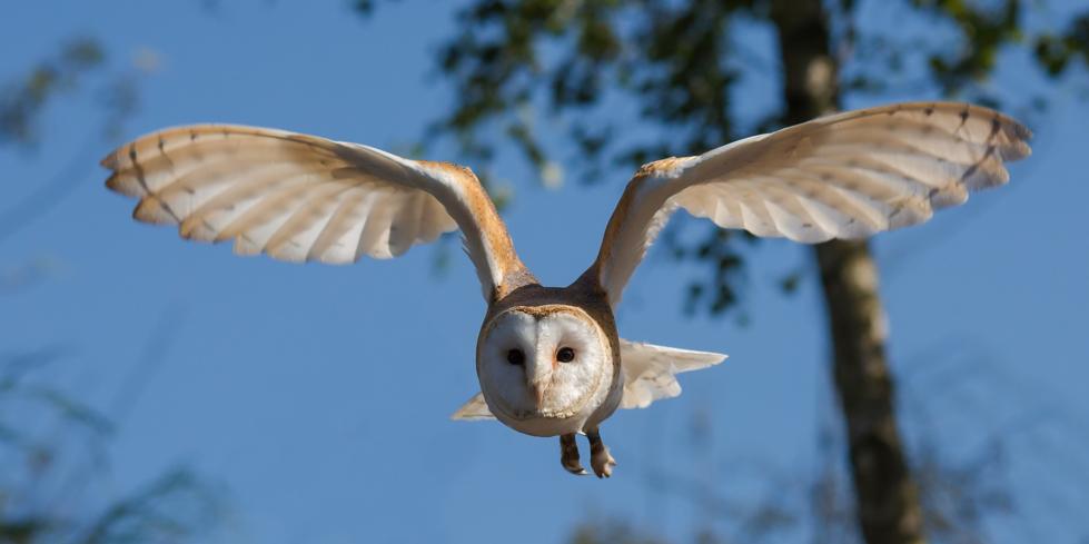 Owl Flying Outside With Wings Spread