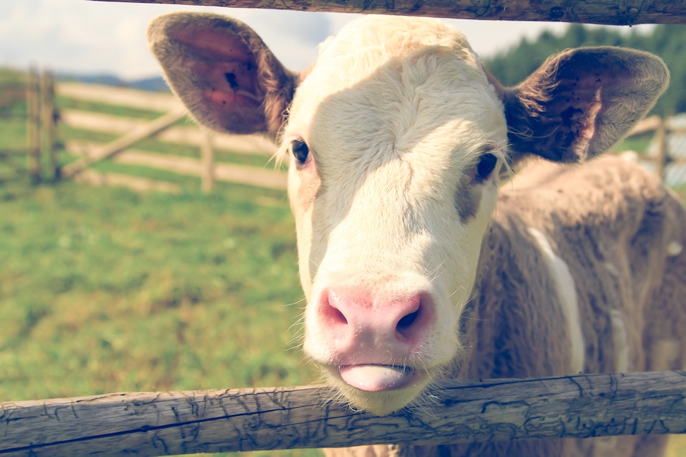 A calf poking its head through a fence